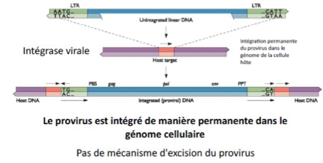 <p><span>– </span><strong>Non</strong><span>, l’intégration est </span><strong>permanente</strong><span>.</span><br><span>– Il </span><strong>n’existe pas de mécanisme cellulaire</strong><span> permettant l’</span><strong>excision du provirus</strong><span>.</span></p>
