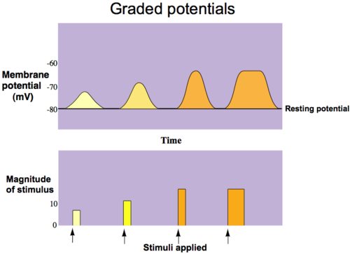 <p>Graded Potential </p>