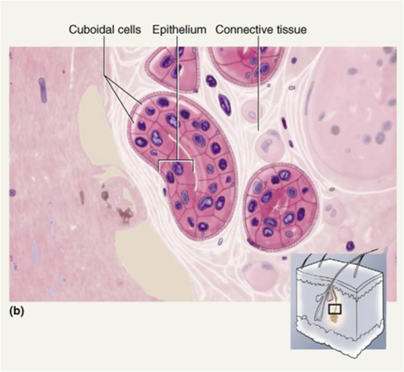 <p>Multiple layers of cube-shaped cells.</p><p>Function: protection</p><p>Location: Largest ducts of sweat glands, mammary glands, and salivary glands.</p>