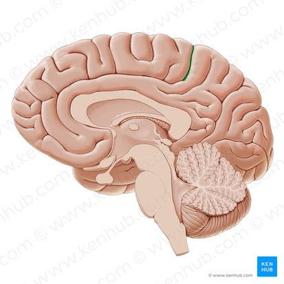 <p>Brain is cut down the middle (from the top of the head), showing the inside left/right</p>