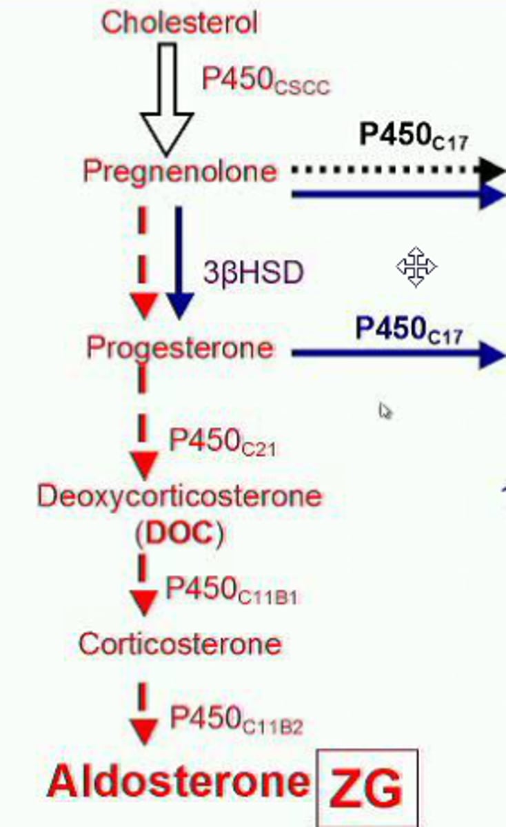 <p>(A) Cholesterol</p><p>Upon receiving appropriate triggers, cholesterol is converted into aldosterone.</p>