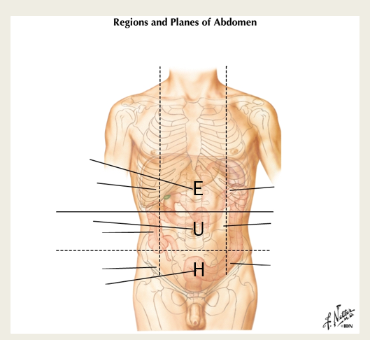 <p>foregut, epigastric, midgut, peri-umbilical, and hindgut- hypogastric</p>