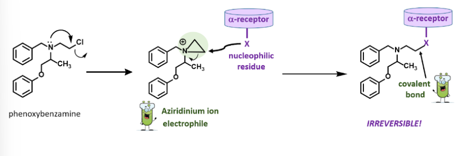 <p>• The chlorine leaves and an epoxide forms, this intermediate is called an Aziridinium ion electrophile and it is positively charged</p><p>•A nucleophilic residue on the alpha receptor will attack the epoxide causing it to open and forming a covalent bond</p>