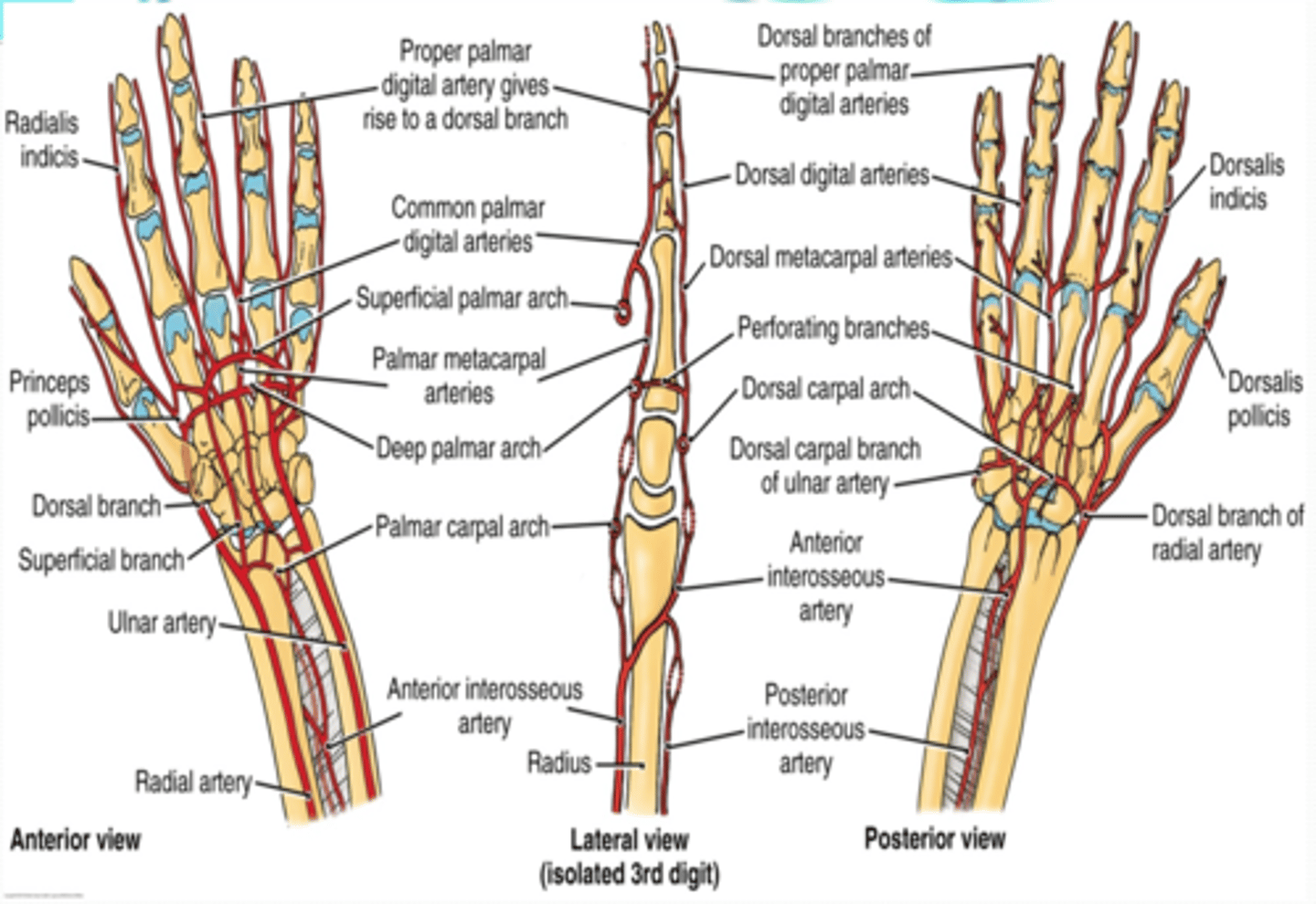 <p>Main termination of radial a. that forms the superficial palmar arch</p>