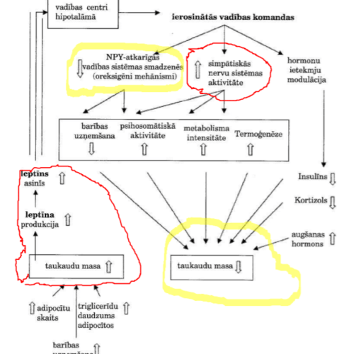 <p>a) Izsalkuma pazeminātā leptīna koncentrācija asinīs tieši korelē ar pazemināto glikozes koncentrāciju.</p><p>b) Insulīns palielina leptīna sekrēciju. Ar ogļhidrātiem (glikozi) bagāta maltīte paaugstina insulīna konc. asinīs, vienlaikus palielinot leptīna sekrēciju (savukārt fruktoze nestimulē ne insulīna, ne leptīna sekrēciju - un tai ir oreksigēns [apetīti stimulējošs] efekts, kas veicina adipozitāti).</p>