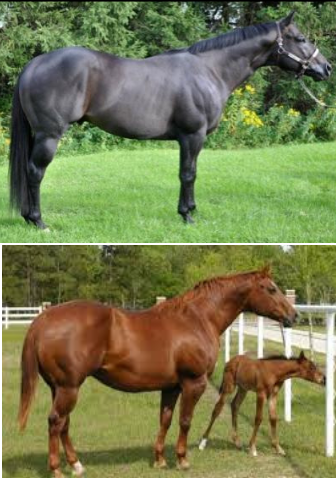 <p>Quarterhorse</p><p></p><p>Origin: United States</p><p>Color: Any solid Color</p><p>Body: 15.2-16.1</p><p>Traits: Muscular hind end</p><p>Purpose: Working cow horse. Fast at short distances (1/4 mile)</p>