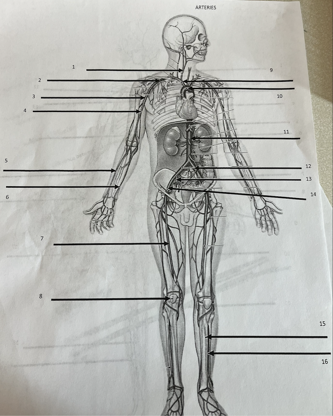 <p>what artery is 2</p>