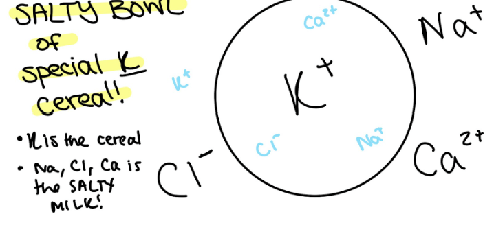 <p>Intracellular Fluid: has most K+ (special K cereal)</p><p>Extracellular Fluid: has most Ca²+, Na+, Cl-&nbsp; (salty milk)</p>