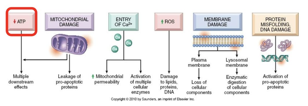 <p>Mitochondrial membrane becomes more permeable —&gt; decreased ATP and apoptotic triggering proteins</p>