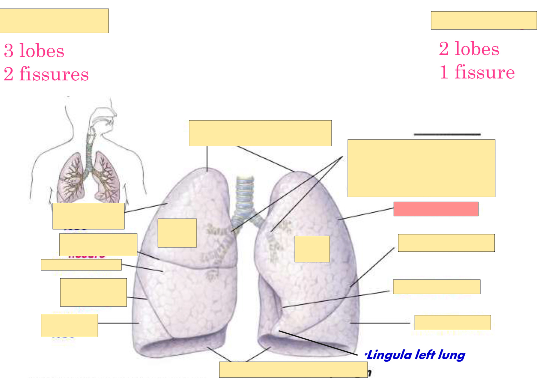 <p>What lobe is this?</p>