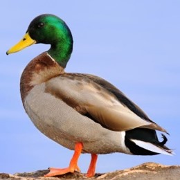 <p>Mallard duck</p>