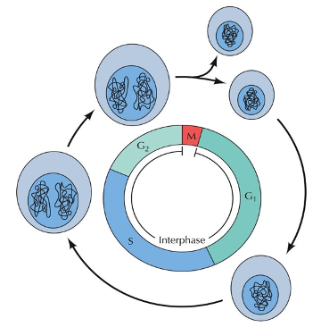 <p><span style="font-family: &quot;Times New Roman&quot;, serif">Organism</span></p><p class="MsoNormal">^</p><p class="MsoNormal"><span style="font-family: &quot;Times New Roman&quot;, serif">Cells </span><span>← 2 cells</span></p><p class="MsoNormal"><span style="font-family: &quot;Times New Roman&quot;, serif">^</span></p><p class="MsoNormal"><span style="font-family: &quot;Times New Roman&quot;, serif">Organelle</span></p><p class="MsoNormal"><span style="font-family: &quot;Times New Roman&quot;, serif">^</span></p><p class="MsoNormal"><span style="font-family: &quot;Times New Roman&quot;, serif">Macromolecules</span></p><p class="MsoNormal"><span style="font-family: &quot;Times New Roman&quot;, serif">^</span></p><p class="MsoNormal"><span style="font-family: &quot;Times New Roman&quot;, serif">Atom</span></p>