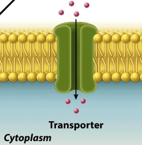 <ul><li><p class="">Lipid bilayers do not allow many compounds or molecules to pass freely</p></li><li><p class=""><strong>Small uncharged molecules</strong> cross easily</p><ul><li><p class=""><strong>O<sub>2</sub></strong>, <strong>CO<sub>2</sub></strong>, <strong>NO</strong></p></li></ul></li><li><p class=""><strong>Large</strong>, <strong>polar</strong>, or <strong>charged compounds</strong> cannot cross easily</p></li><li><p class="">Specific mechanisms required for controlled transport</p></li><li><p class="">Examples needing controlled transport:</p><ul><li><p class=""><strong>K<sup>+</sup></strong></p></li><li><p class=""><strong>Na<sup>+</sup></strong></p></li><li><p class=""><strong>Ca<sup>2+</sup></strong></p></li><li><p class=""><strong>Glucose</strong></p></li></ul></li></ul><p></p>