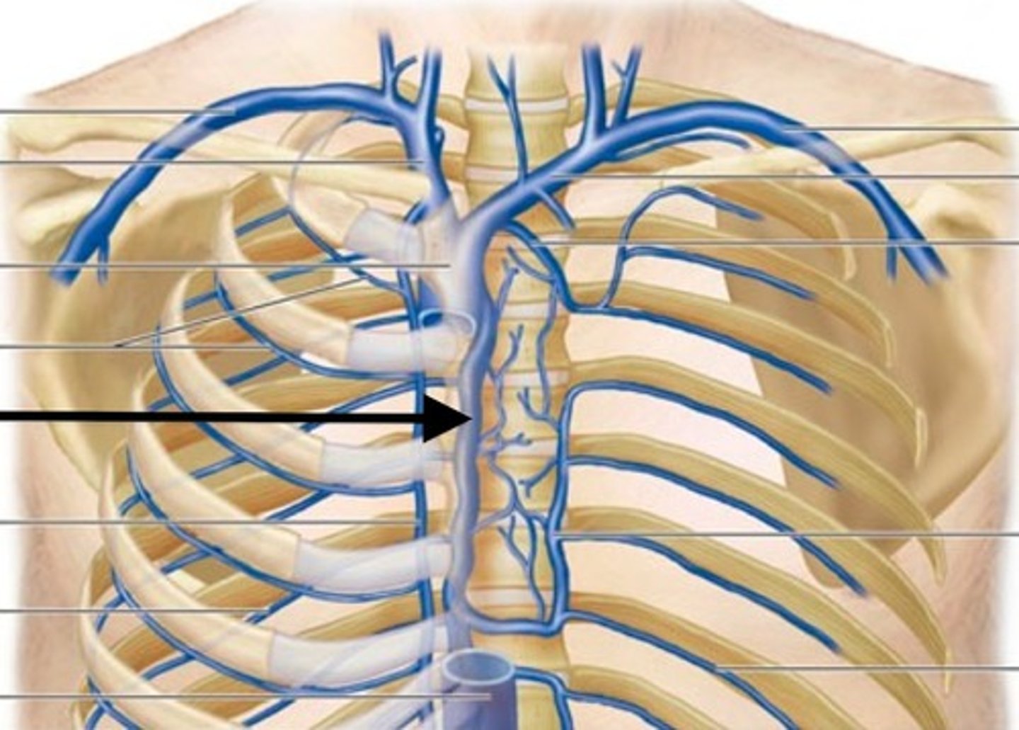 <p>drains blood from the chest wall and empties into the superior vena cava</p>