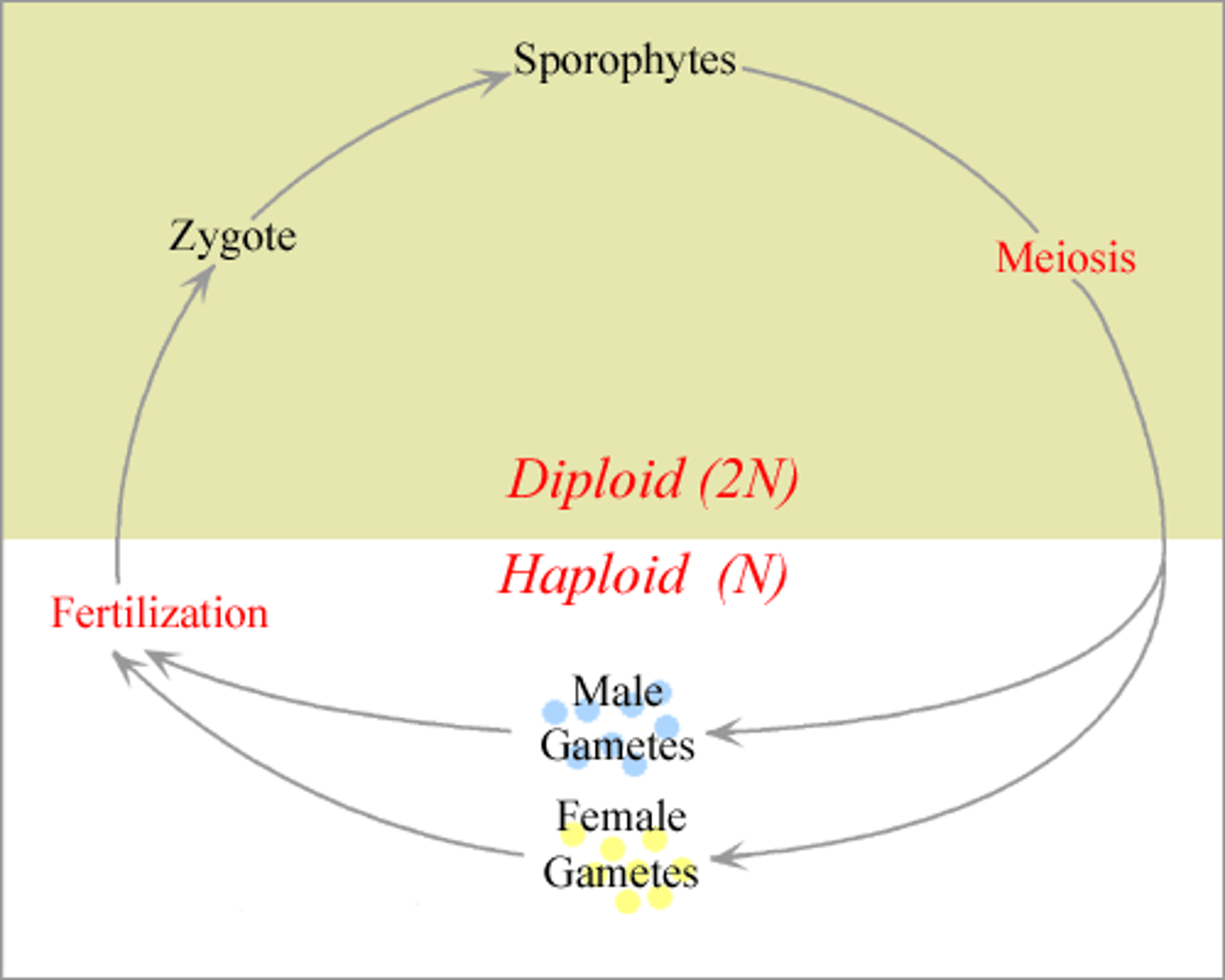<p>A type of life cycle in which gametes are the only haploid cells and mitosis occurs only in diploid cells</p>