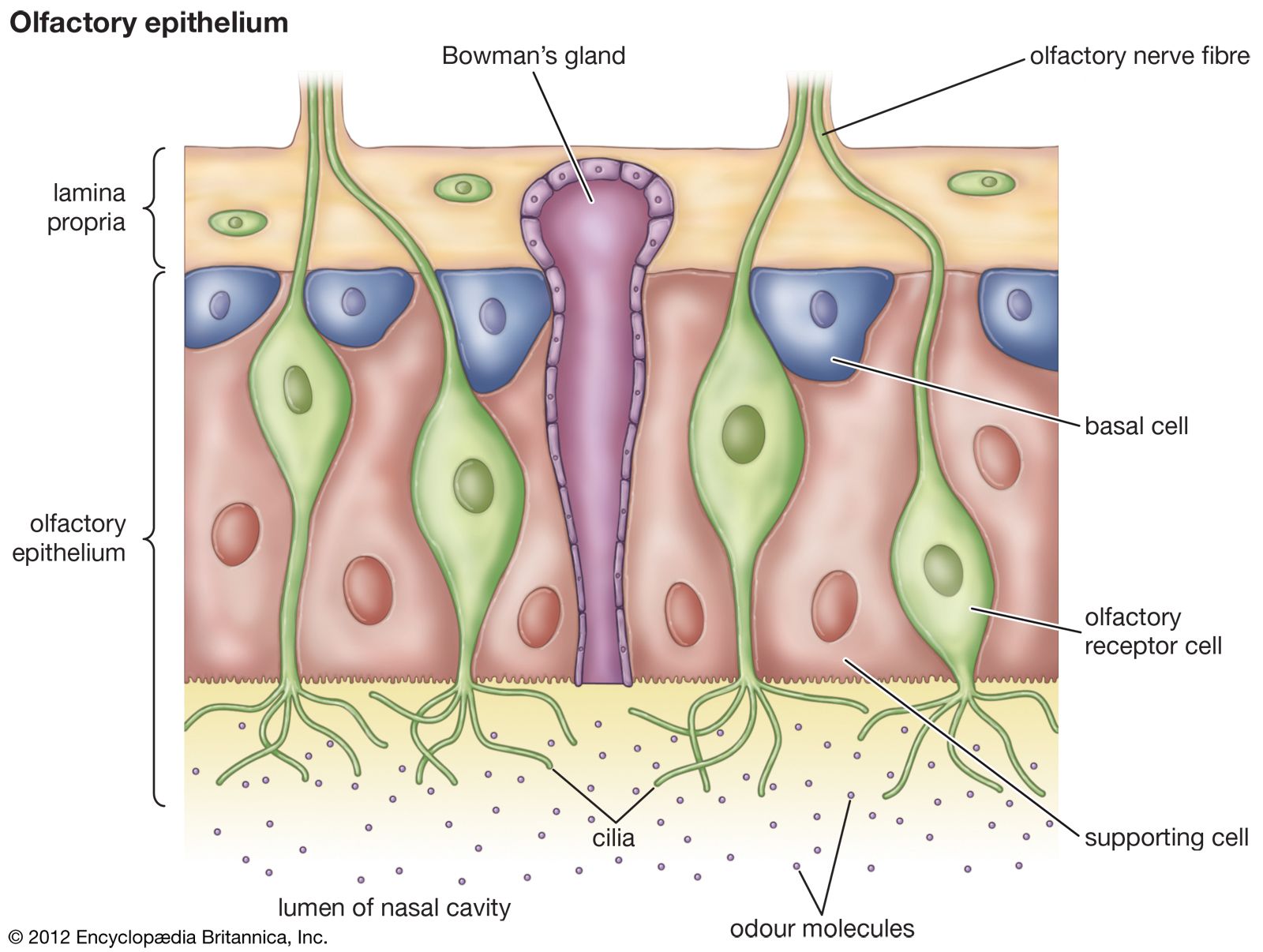 <p>Olfactory receptor cells </p>