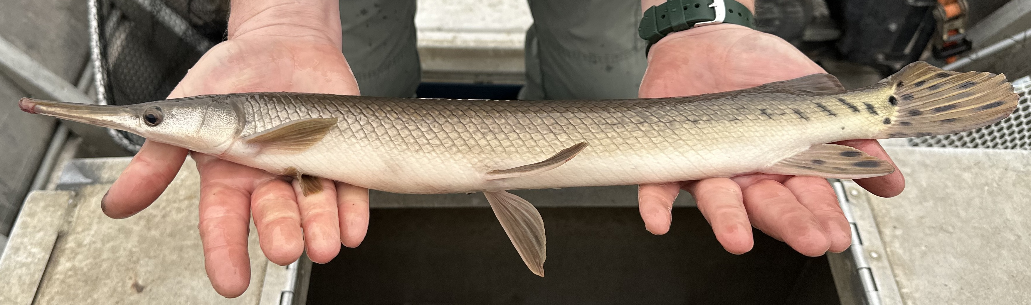 <p>Common name? Family? </p>