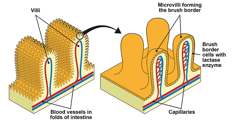Lymph vessels (lacteal)
Access the bloodstream to distribute nutrients throughout the body