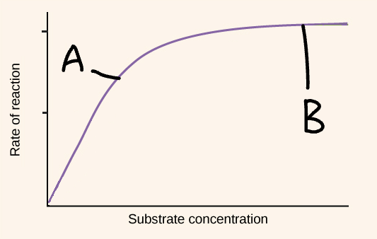 <p>Explain part B of this graph (<strong>substrate</strong> concentration)</p>