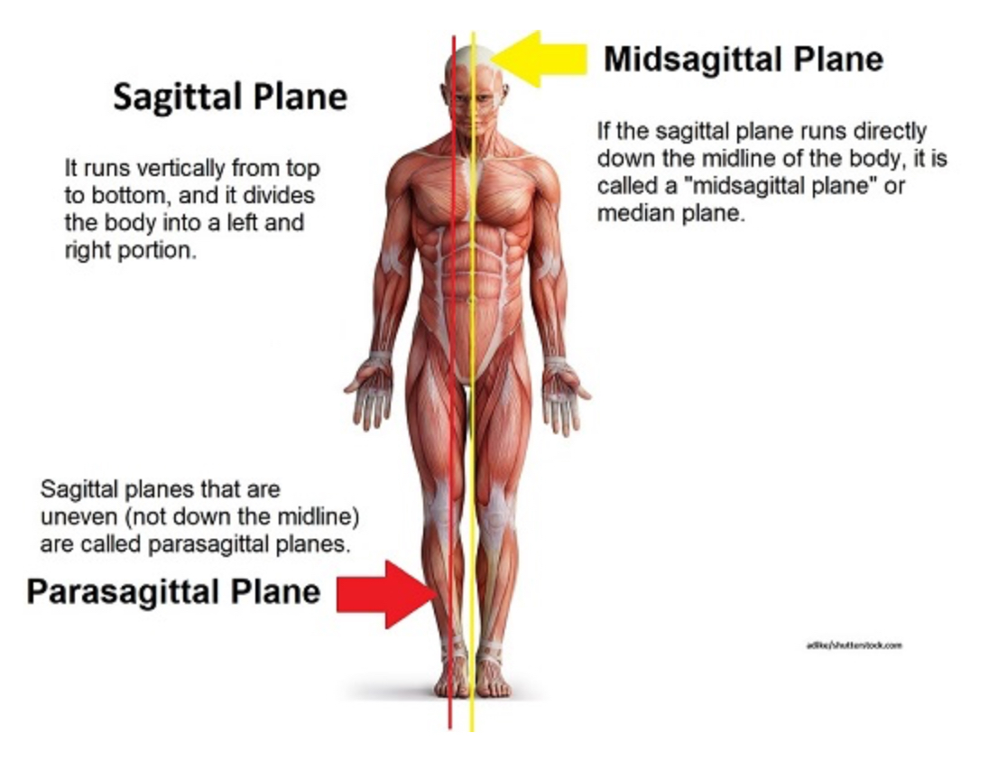 <p>Separates into right and left EQUAL parts </p>