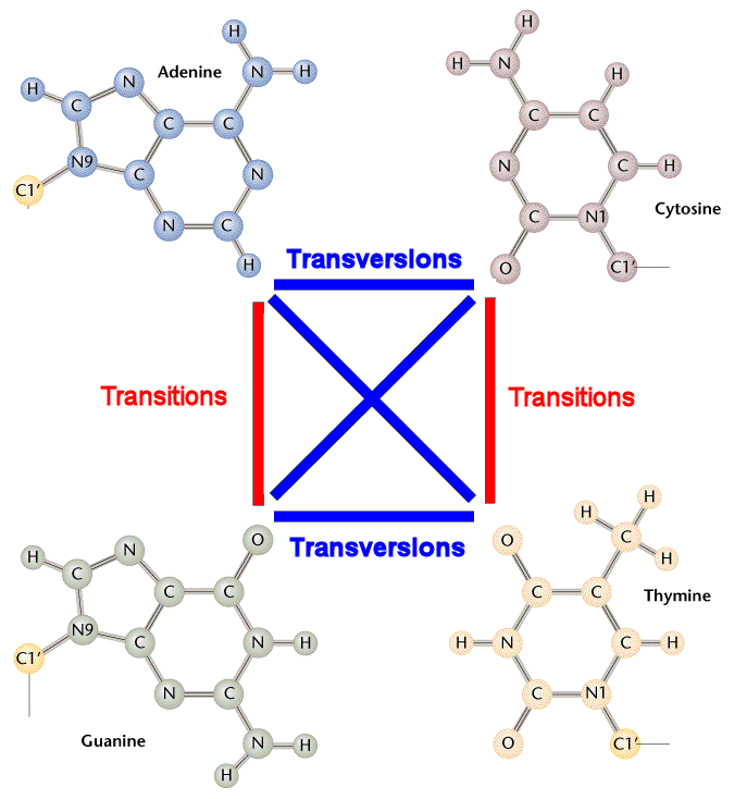 <p><strong>transition: </strong>replaces purine with purine or pyrimidine with pyrimidine</p><ul><li><p>i.e. G-C base pair w A-T base pair or vice versa</p></li></ul><p><strong>transversion:</strong> replaces a purine with a pyrimidine</p><ul><li><p>changing A-T to T-A</p></li><li><p>worse than transition</p></li></ul>