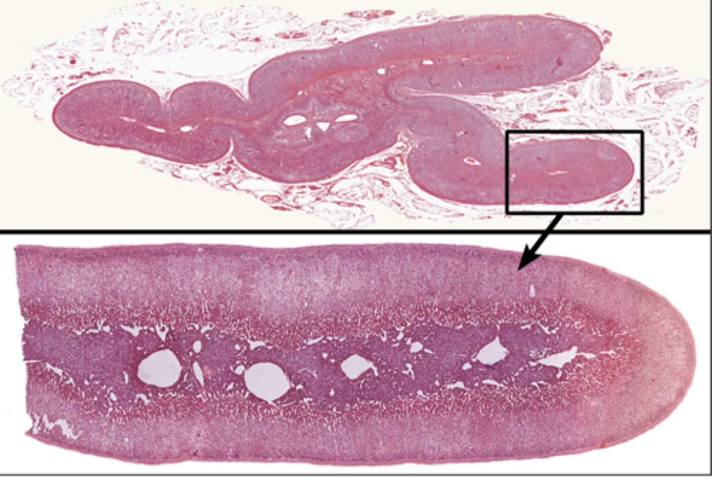 <p>At top of each kidney</p>