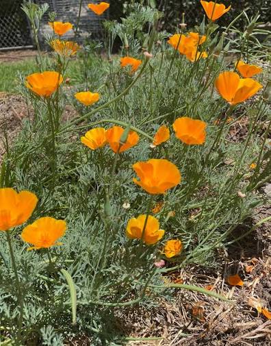 <p>California Poppy</p>
