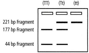 <p>tt: non-taster</p><p>Tt: taster</p><p>TT: taster</p>