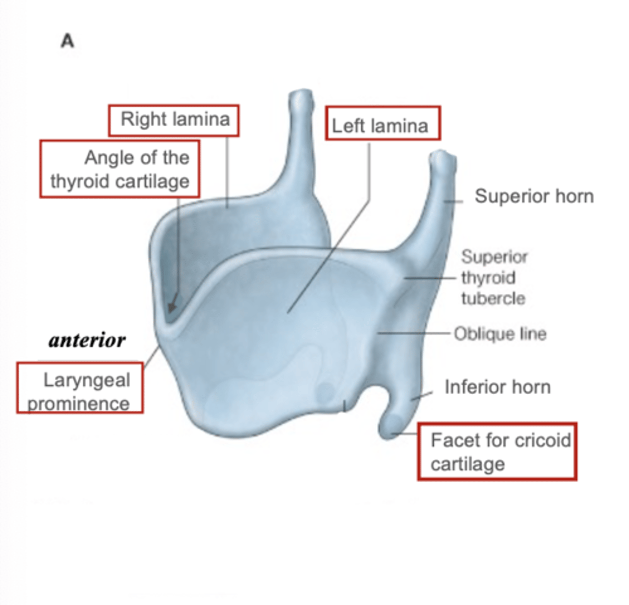 <p>thyroid cartilage</p>