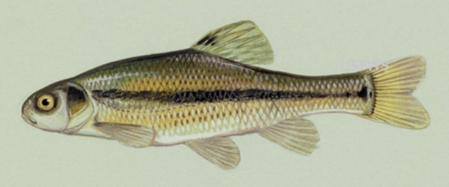 <p>Fathead minnow</p><p>-large head, dark lateral line</p><p>-Tubercules on males (“pimples”)</p>