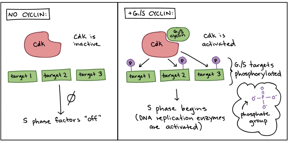 <p><span style="background-color: transparent; font-family: "Proxima Nova", sans-serif;"><span>Attached to a cyclin.</span></span></p>