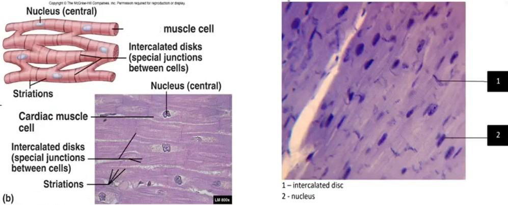 <p>What tissue is this</p>