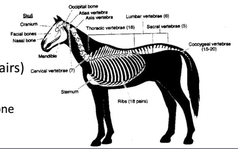<ul><li><p>bones that run along the central axis of the body </p></li><li><p>skull</p></li><li><p>vertebrae</p></li><li><p>ribs (18 pairs) </p></li><li><p>sternum </p><ul><li><p>breastbone</p></li></ul></li></ul><p></p>