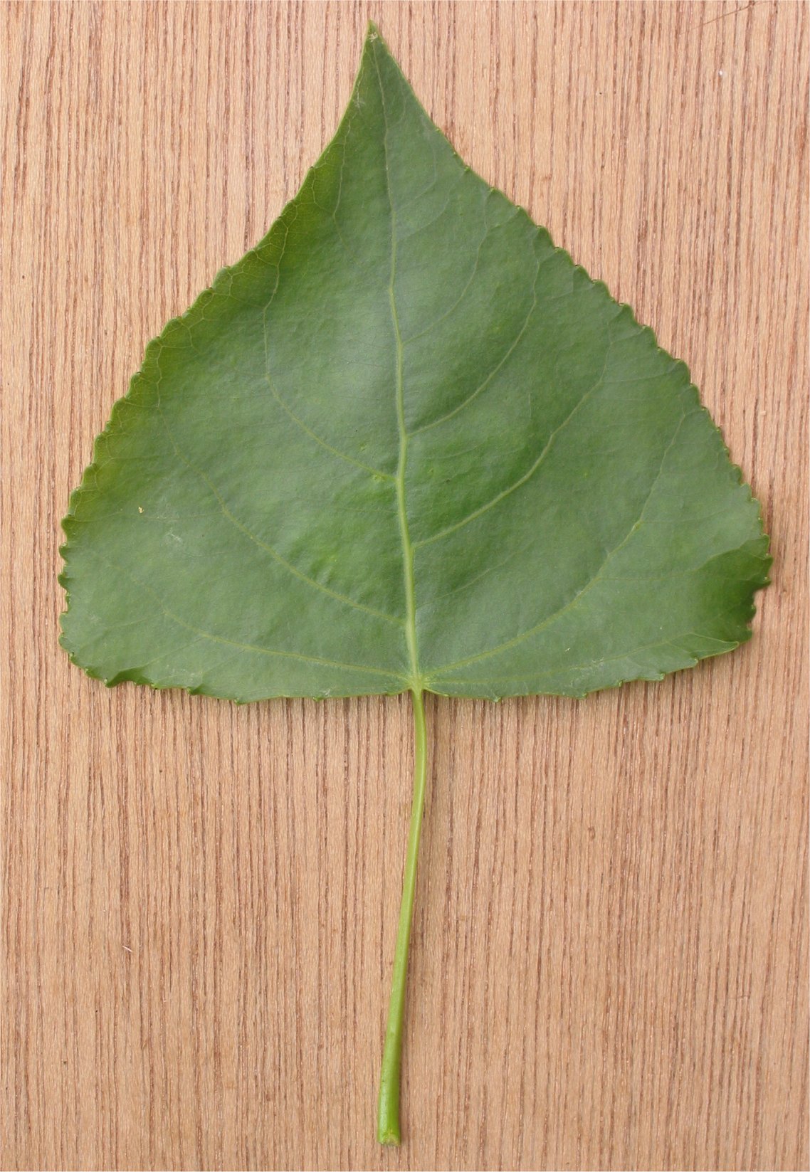<p>Populus nigra var. italica</p>