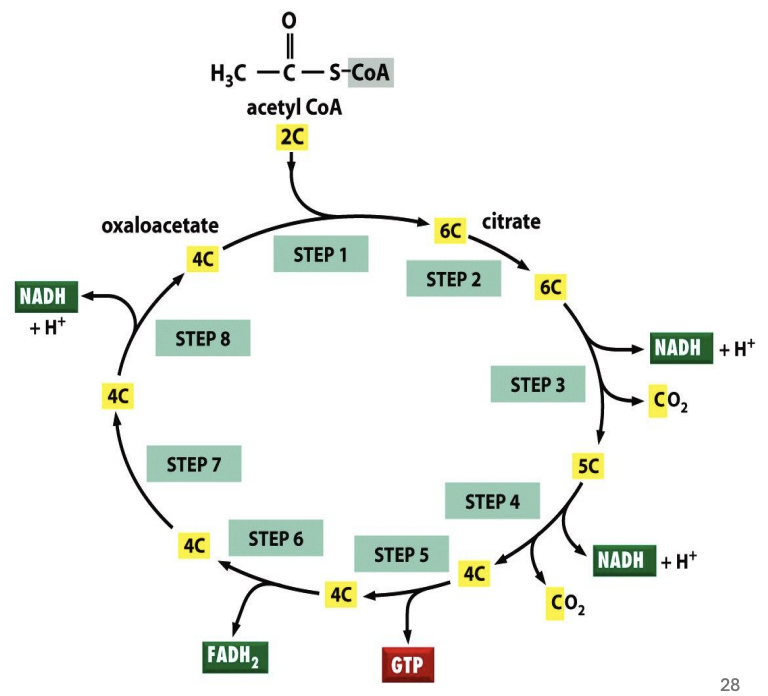 <p><strong>NAD+ &amp; FAD+ → NADH &amp; FADH<sub>2</sub></strong></p>
