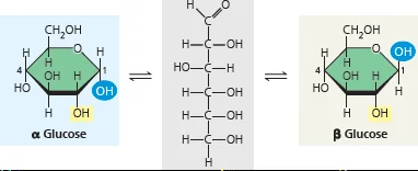 <p>Only occurs if one of the monosaccharide uses C1 in their bond. The alpha and beta is then dependent on the orientation of the hydroxyl on the other monosaccharide’s C1</p><p>Alpha - Hydroxyl is DOWN (opposite of chimney)</p><p>Beta - Hydroxyl is UP (same direction as chimney) </p><p></p>