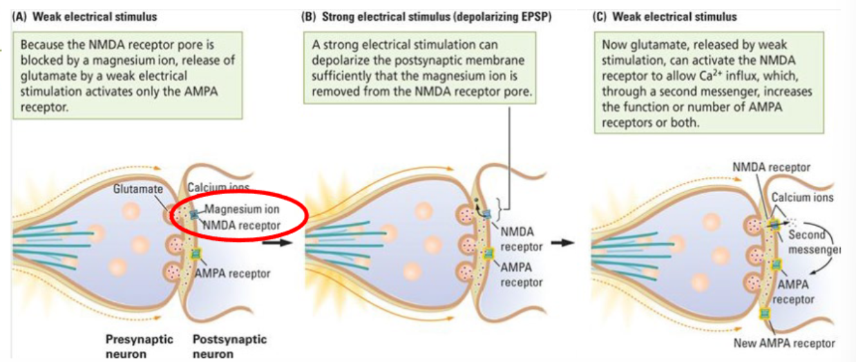 <ol><li><p><strong>Weak electrical stimulus</strong>:</p><ul><li><p>Because the NMDA receptor pore is blocked by a magnesium ion, release of glutamate by a weak electrical stimulus activates only the AMPA receptor.</p></li></ul></li><li><p><strong>Strong electrical stimulus (depolarizing EPSP):</strong></p><ul><li><p>A strong electrical stimulation can depolarize the postsynaptic membrane sufficiently that the magnesium ion is removed from the NMDA receptor pore.</p></li></ul></li><li><p><strong>Weak electrical stimulus</strong>:</p><ul><li><p>Now glutamate, released by weak stimulation, can activate the NMDA receptor to allow Ca2+ influx, which, through a second messenger, increases the function or number of AMPA receptors or both.</p></li></ul></li></ol><p></p>