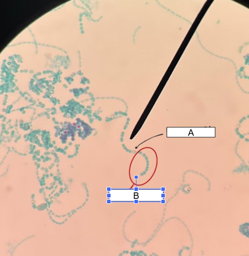 <p>What is the primary clade of this</p>