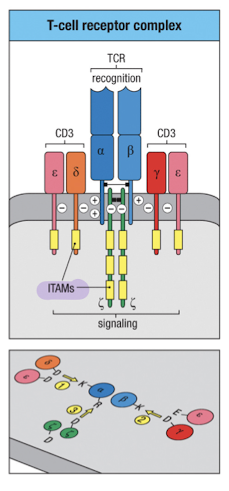 <p>TCR doesn’t have intracellular signaling domains</p><p>TCR cannot reach cell surface without CD3 chains</p><ul><li><p>CD3 chains + <span>ζ chains = 10 ITAM motifs</span></p></li></ul><p></p>
