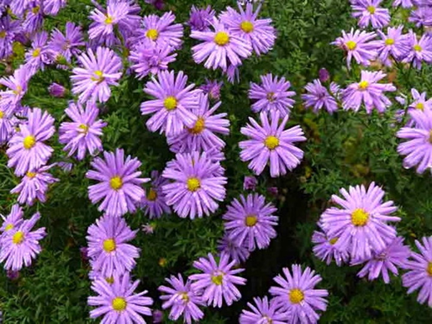 <p>Height: 2-2.5 ft (60-75 cm) tall and wide</p><p>Leaves: Rough, hairy, lanceolate leaves that are medium to deep green</p><p>Flowers: Daisy-like flowers with purple rays and yellow centers</p><p>Flowering period: Late summer to early autumn to frost</p>