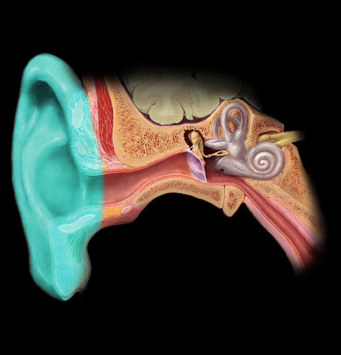 <p>external ear; includes the helix, antihelix, tragus, and antitragus</p>
