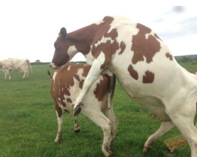 <p>In this photo the animal that in heat is </p>