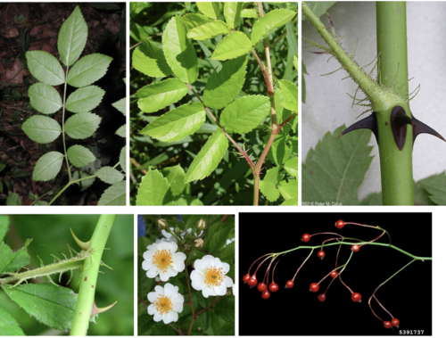 <ul><li><p>Family: Rosaceae</p></li><li><p>Multiflora Rose</p></li></ul><p></p>