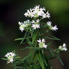 Virginia Mountain Mint