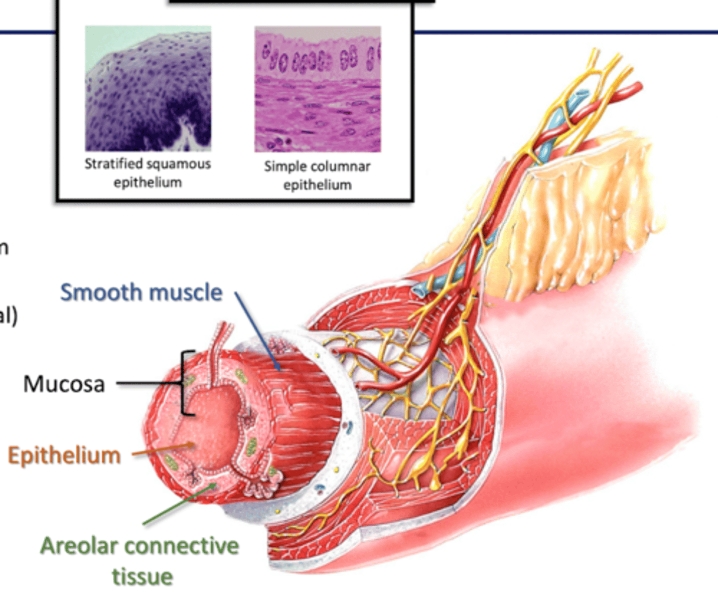 <p>Areolar: blood and lymphatic vessels (MALT)</p><p>Muscle: -folds mucosa</p><p>-expose absorptive cells to GI contents</p>