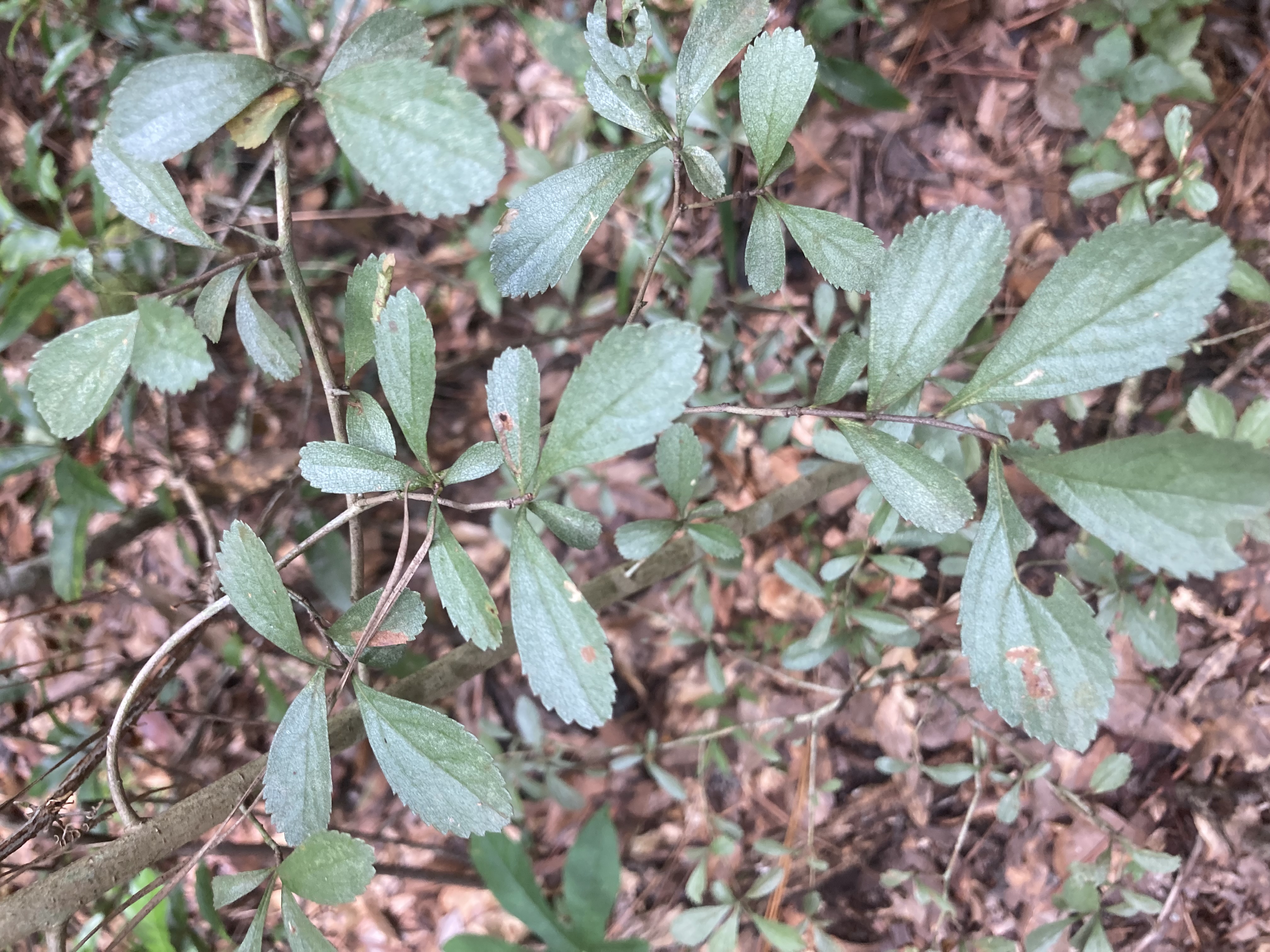 <p>What is this plant?</p>