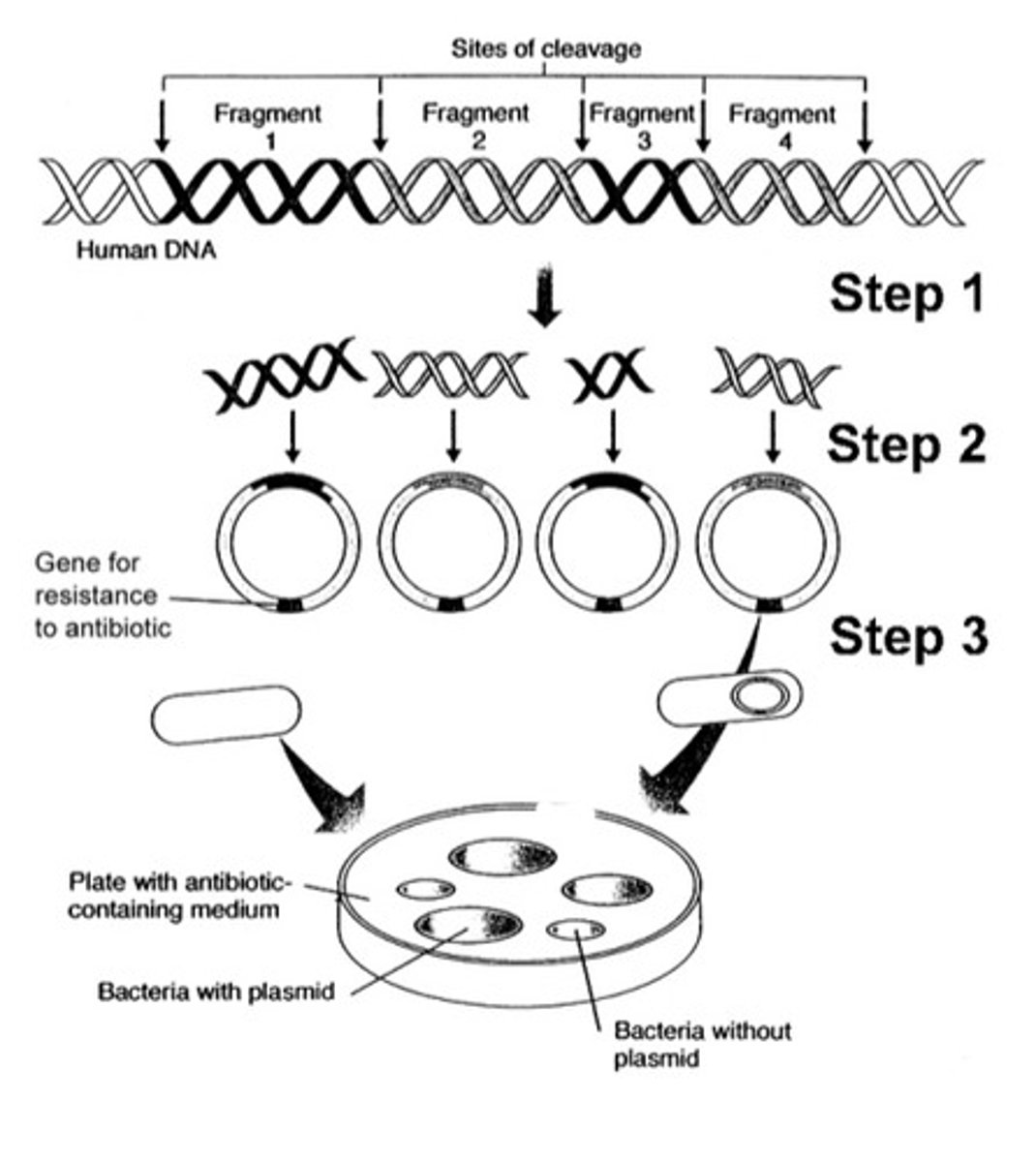 <p>This figure shows the steps in cloning the human insulin gene. What process or enzyme was used for Step 1?</p><p>a. ligase</p><p>b. transcriptase</p><p>c. a restriction enzyme</p><p>d. RNA polymerase</p><p>e. DNA polymerase</p>