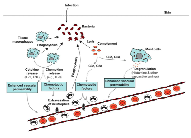 <p>Degranulation → mast cells release histamines &amp; other vasoactive amines → enhances vascular permeability</p>