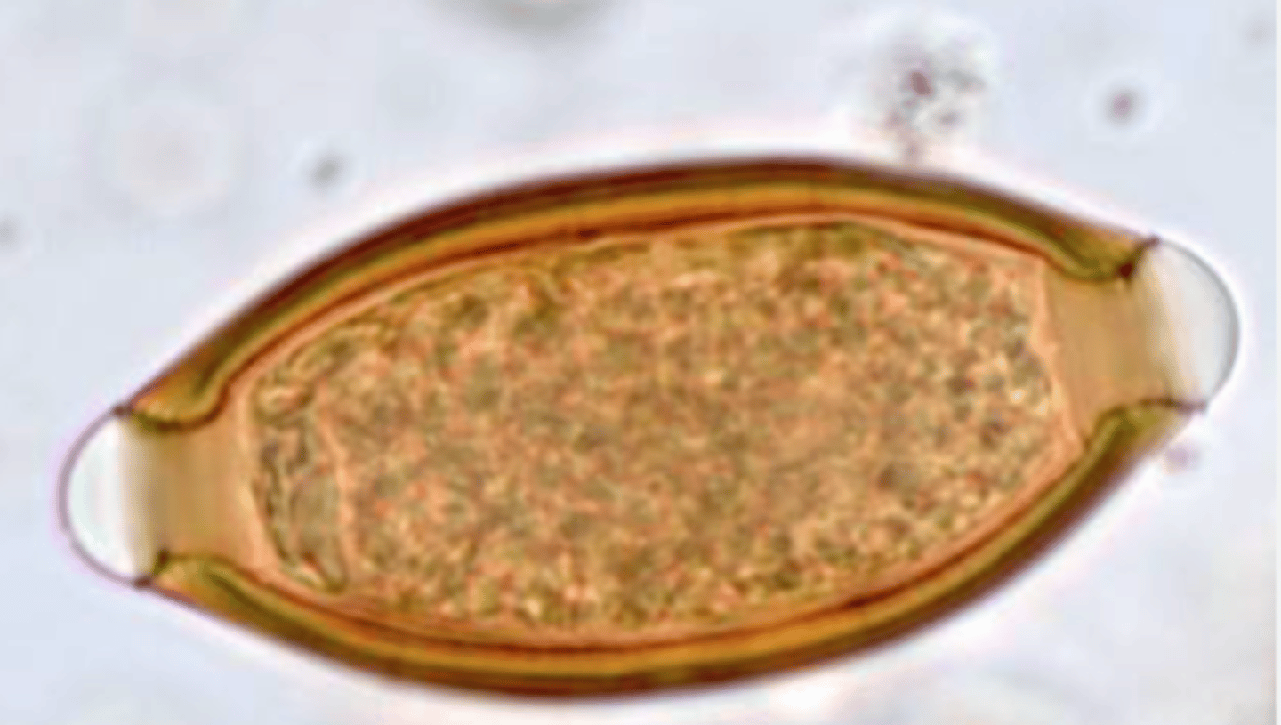 <p>what ectoparasite is seen in this image?</p>