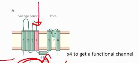 <p>What makes up voltage gated potassium channels? How do voltage-gated potassium channels function?</p>